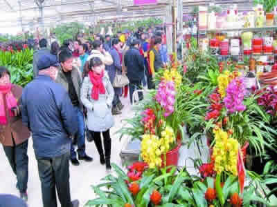 花木苗木市場(chǎng)