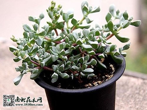 白鳳菊養(yǎng)護(hù)技術(shù)要點(diǎn)