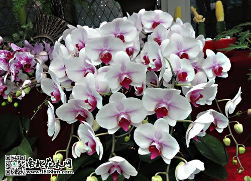 蝴蝶蘭花期養(yǎng)護(hù)技術(shù)