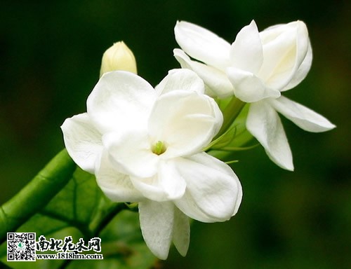茉莉花花期管理養(yǎng)護(hù)