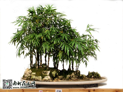 山水盆景養(yǎng)護
