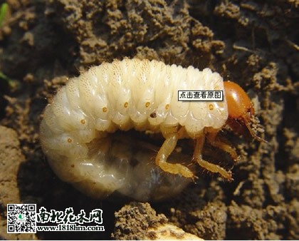 土蠶