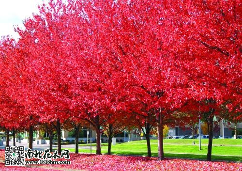 美國(guó)紅楓圖片