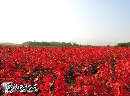 美國(guó)紅楓圖片2