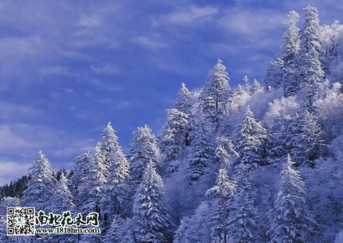 雪松圖片