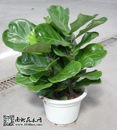 琴葉榕的栽培管理技術(shù)
