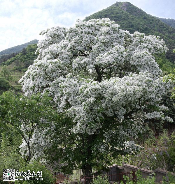 流蘇樹(shù)
