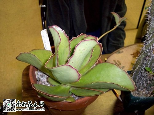 趣蝶蓮的栽培養(yǎng)護(hù)