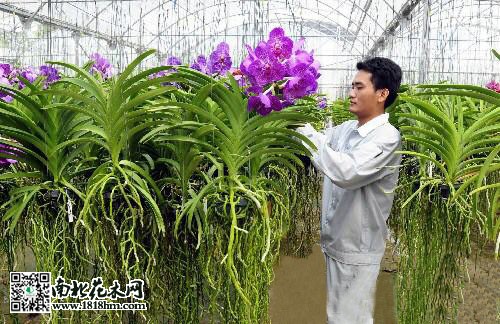無(wú)土蘭花
