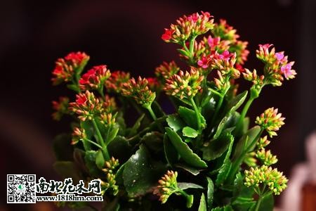 長壽花怎么養(yǎng)