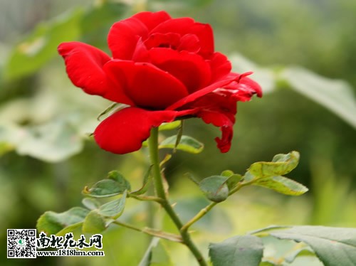 月季水插養(yǎng)殖注意事項(xiàng)