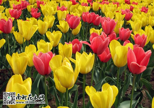 郁金香養(yǎng)殖技巧