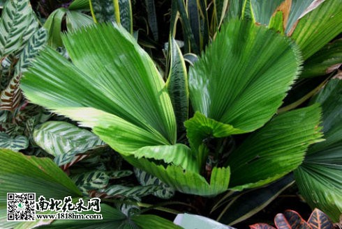 扇葉軸櫚及其養(yǎng)殖養(yǎng)護(hù)的方法