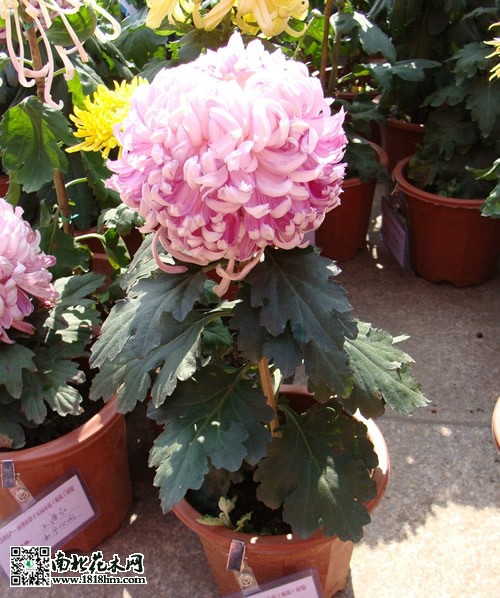 獨(dú)本菊