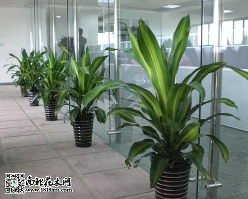 也門鐵的養(yǎng)殖方法