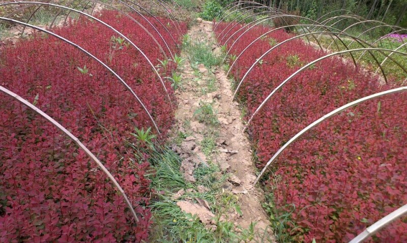 紅葉小檗基地