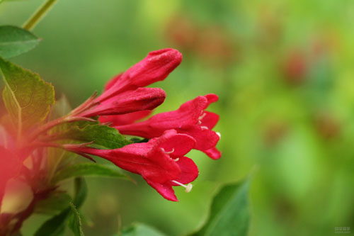 紅王子錦帶花圖片