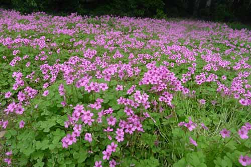 紅花醡漿草圖片