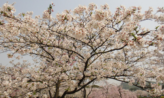 櫻花花語