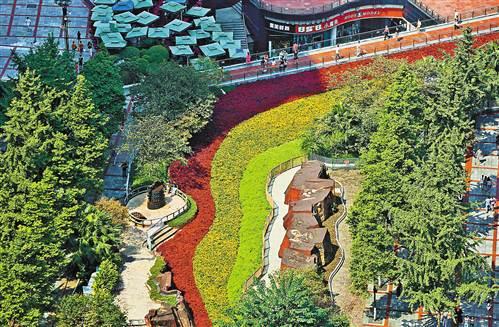 三峽廣場花卉“彩帶”