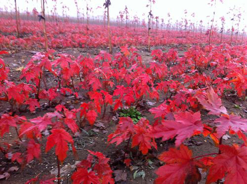 美國(guó)紅楓圖片