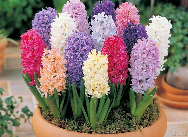 盆栽球根花卉