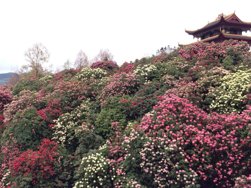 畢節(jié)百里杜鵑管理區(qū)