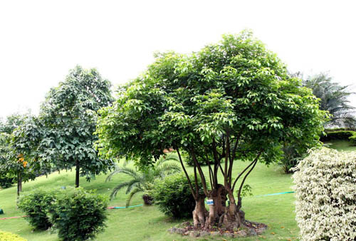 行道樹(shù)盆架子