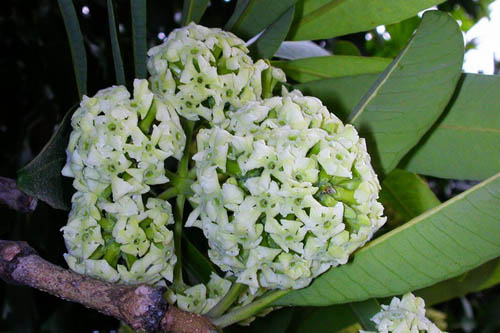 行道樹(shù)盆架子