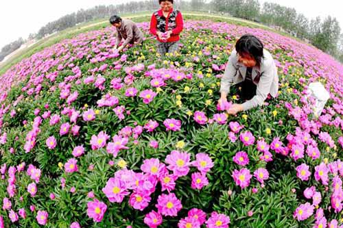 亳州芍藥種植
