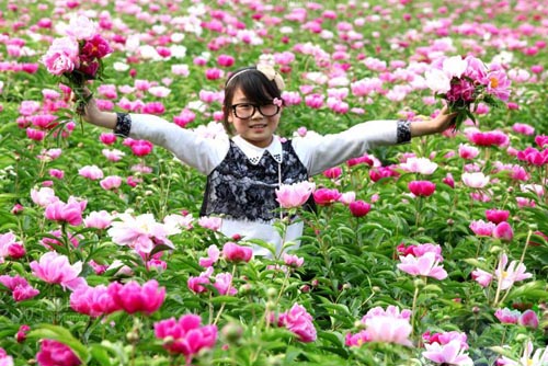 亳州芍藥種植