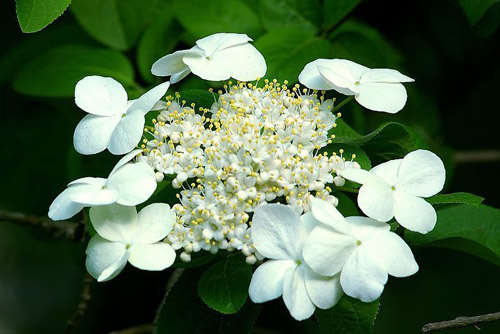 瓊花