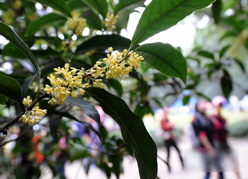 南京桂花節(jié)