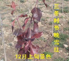 冬紅黃楊
