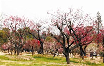 全南縣打造全國芳香花木產(chǎn)業(yè)集群地
