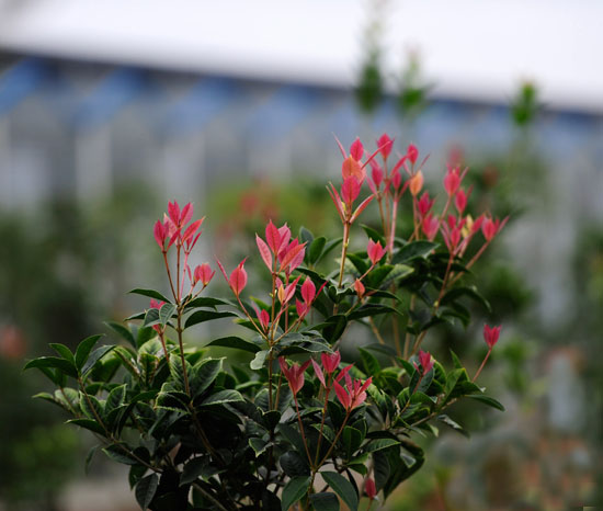 全南縣打造全國芳香花木產(chǎn)業(yè)集群地
