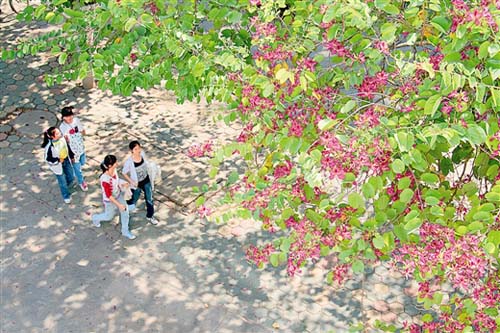 廣西欽州全力沖刺國家園林城市