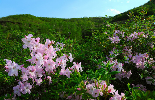 杜鵑花價格