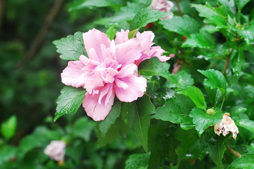 木槿花圖片