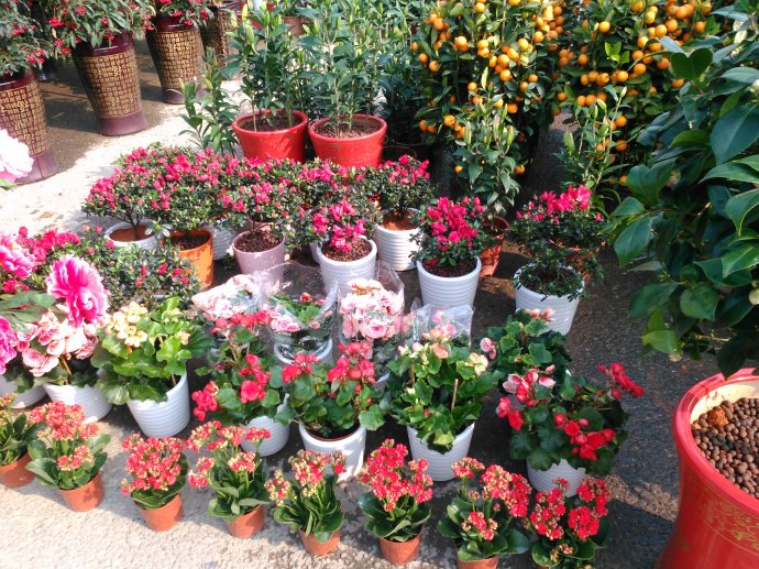家庭園藝花卉品種