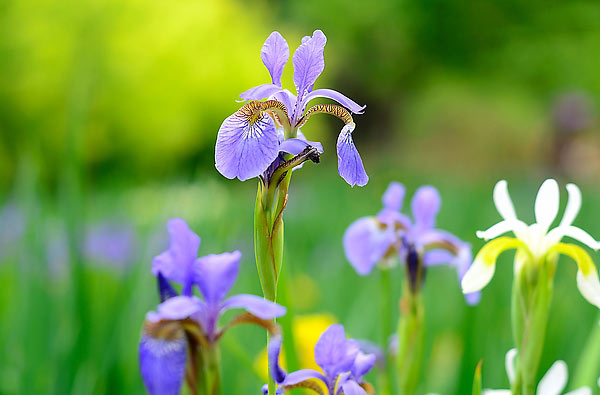 鳶尾花