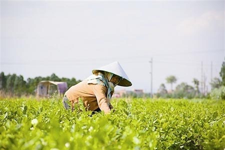 茉莉花花語(yǔ)