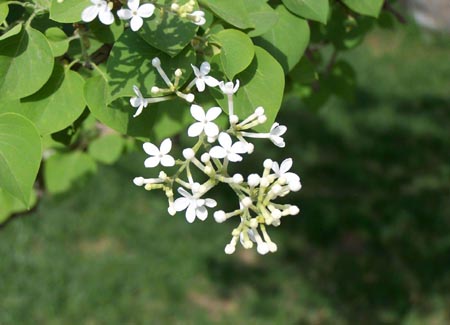 丁香花