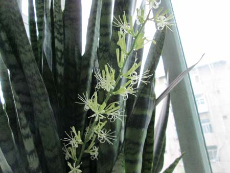 虎皮蘭開(kāi)花
