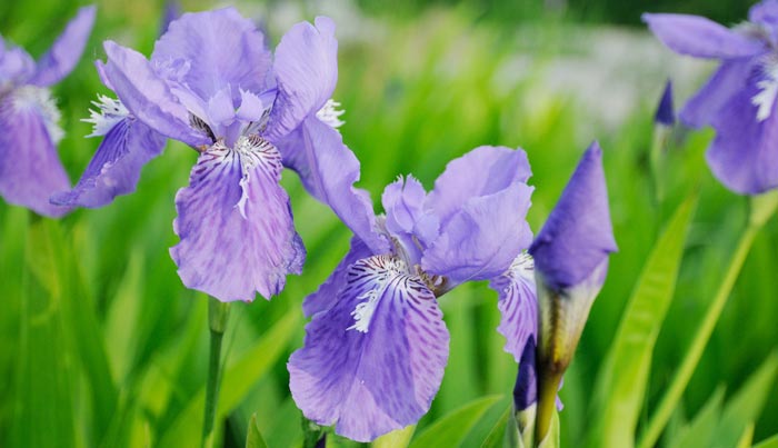 鳶尾花