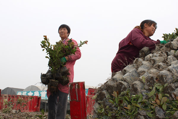 沭陽(yáng)國(guó)際花木城苗木裝車